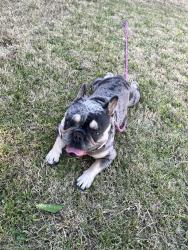 Lost Male Dog last seen Poppypatch Dr , Modesto, CA 95354