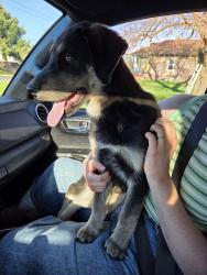 Found/Stray Male Dog last seen Wabash and division, Spokane, WA 99207