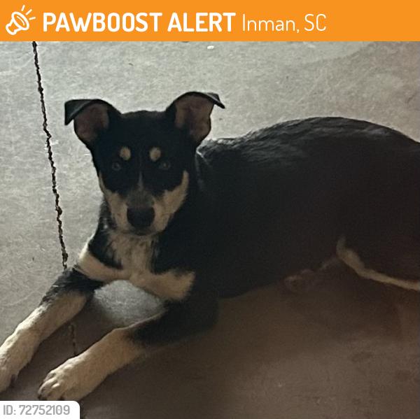 Found/Stray Female Dog last seen Compton Bridge Td. Lake Bowen, Inman, SC 29349