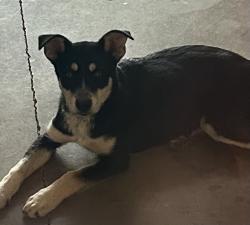 Found/Stray Female Dog last seen Compton Bridge Td. Lake Bowen, Inman, SC 29349