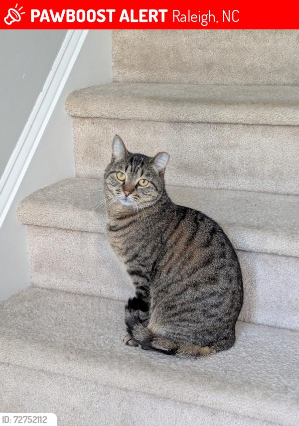 Lost Male Cat last seen Dresden Village Dr, Off Skycrest, Raleigh, NC 27604