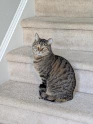 Lost Male Cat last seen Dresden Village Dr, Off Skycrest, Raleigh, NC 27604