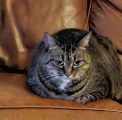 Lost Female Cat last seen Autumn Glen Dr, Melbourne, FL 32940