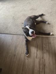Found/Stray Male Dog last seen Calaveras River and Pacific Ave, Stockton, CA 95207