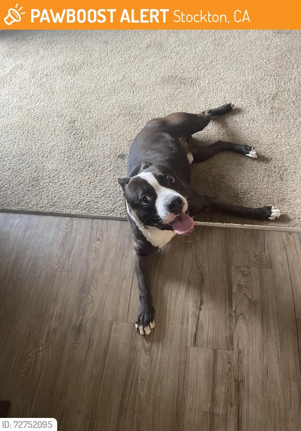 Found/Stray Male Dog last seen Calaveras River and Pacific Ave, Stockton, CA 95207
