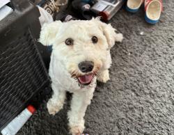 Lost Male Dog last seen Tommy circle, Columbia sc , Columbia, SC 29204