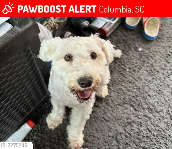 Lost Male Dog last seen Tommy circle, Columbia sc , Columbia, SC 29204