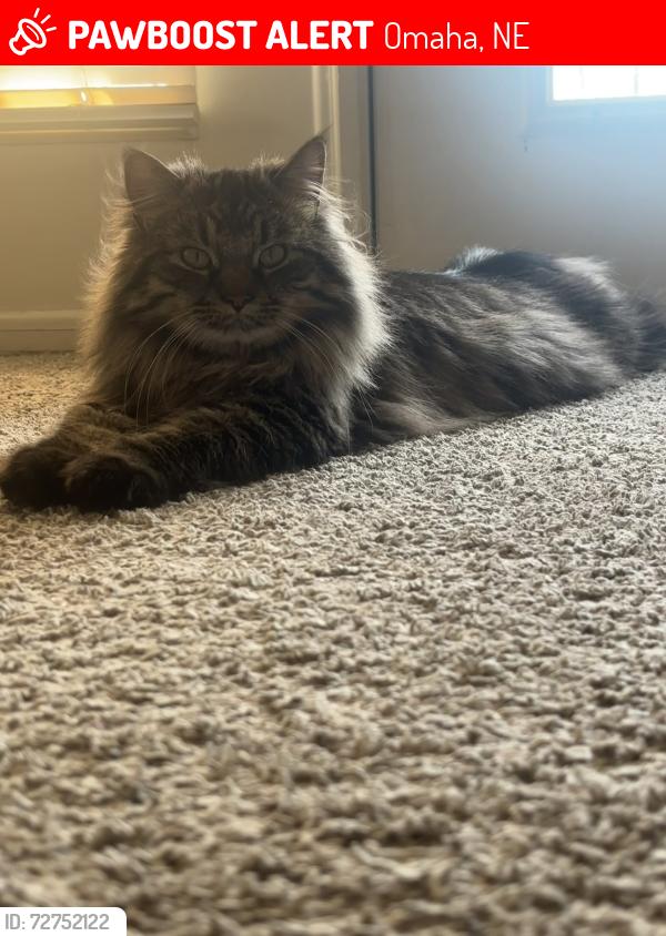Lost Male Cat last seen 108th between Dodge and blondo , Omaha, NE 68154