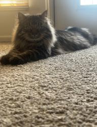 Lost Male Cat last seen 108th between Dodge and blondo , Omaha, NE 68154