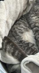 Found/Stray Male Cat last seen Squirrel level road , Petersburg, VA 23803