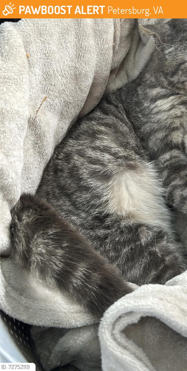 Found/Stray Male Cat last seen Squirrel level road , Petersburg, VA 23803