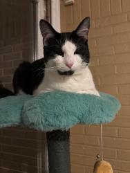 Lost Male Cat last seen Tucker GA, near fellowship road, Tucker, GA 30084