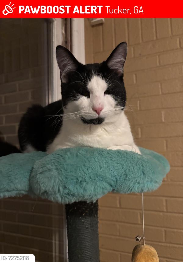 Lost Male Cat last seen Tucker GA, near fellowship road, Tucker, GA 30084