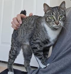 Found/Stray Female Cat last seen Cactus Maryland , Las Vegas, NV 89183