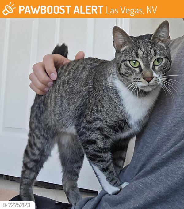 Found/Stray Female Cat last seen Cactus Maryland , Las Vegas, NV 89183