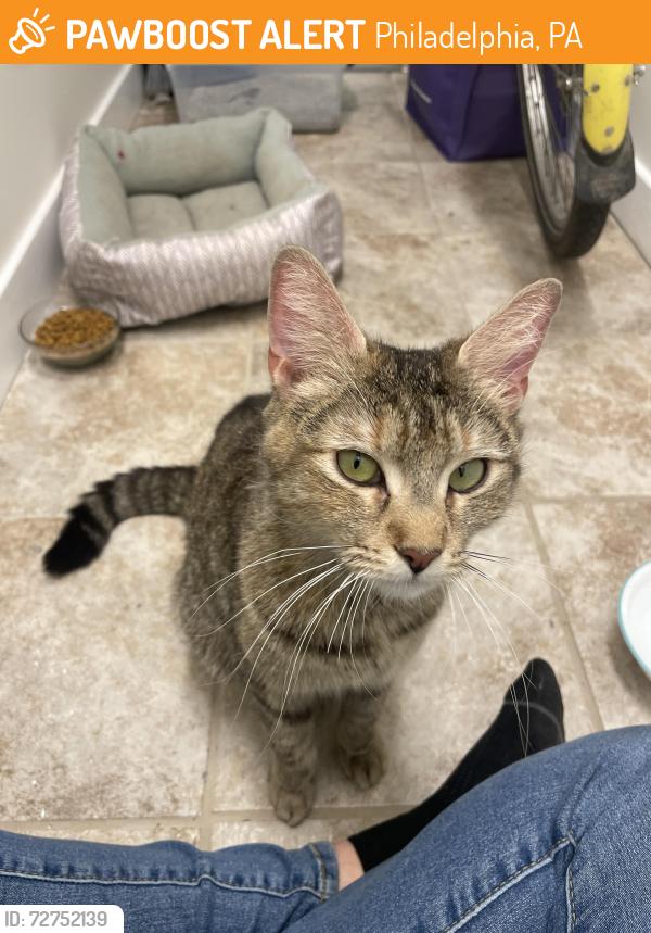 Found/Stray Unknown Cat last seen Blair and Dreer St., Philadelphia, PA 19125