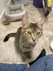 Found/Stray Unknown Cat last seen Blair and Dreer St., Philadelphia, PA 19125