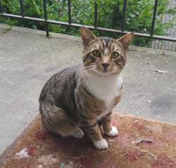 Found/Stray Male Cat last seen N Montana & N Blandena, Portland, OR 97217