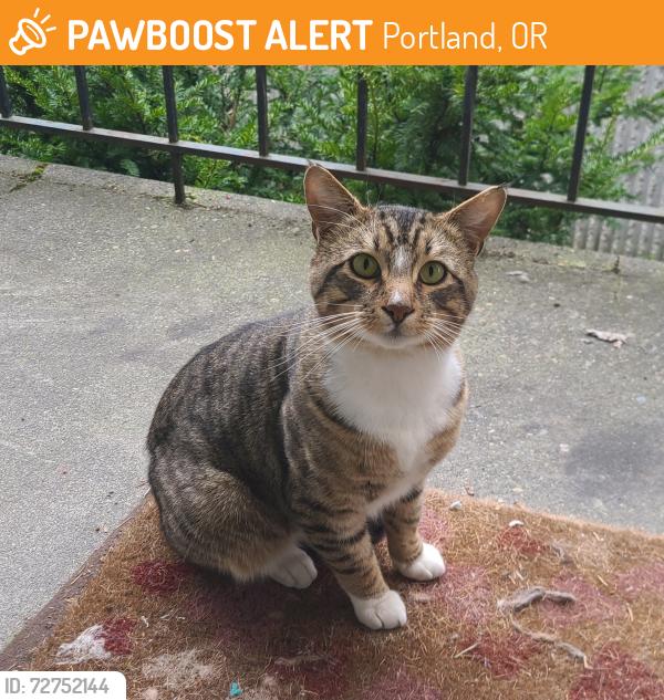 Found/Stray Male Cat last seen N Montana & N Blandena, Portland, OR 97217