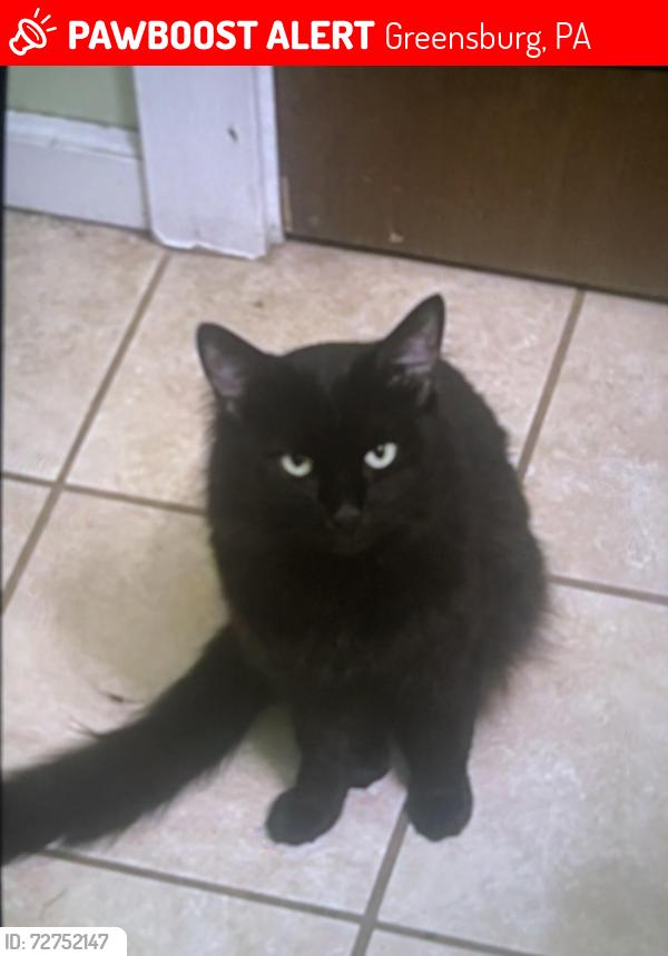 Lost Male Cat last seen Near maple ave, Greensburg, PA 15601