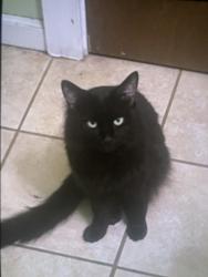 Lost Male Cat last seen Near maple ave, Greensburg, PA 15601