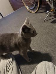 Found/Stray Unknown Cat last seen 27th and mapleton, Boulder, CO 80304