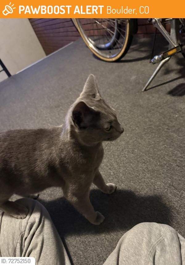 Found/Stray Unknown Cat last seen 27th and mapleton, Boulder, CO 80304