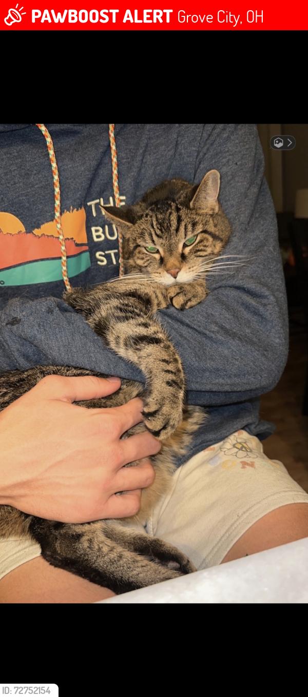 Lost Male Cat last seen Gantz Park, Grove City, OH 43123