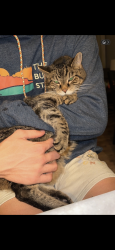 Lost Male Cat last seen Gantz Park, Grove City, OH 43123