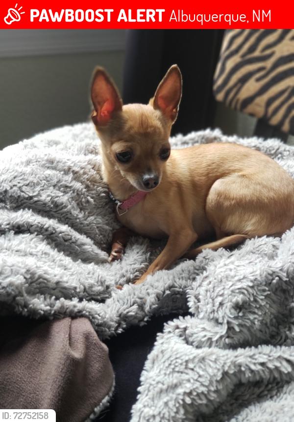 Lost Female Dog last seen Golf course abs la orilla, Albuquerque, NM 87120