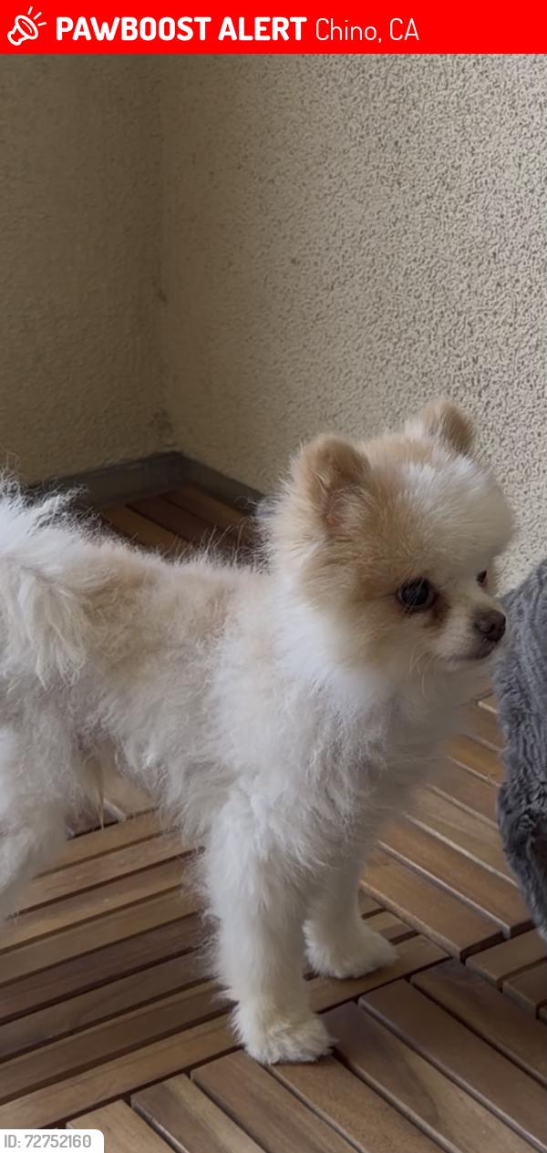 Lost Female Dog last seen Meadowhouse Ave & Botany St, Chino, CA 91708