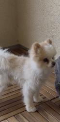 Lost Female Dog last seen Meadowhouse Ave & Botany St, Chino, CA 91708