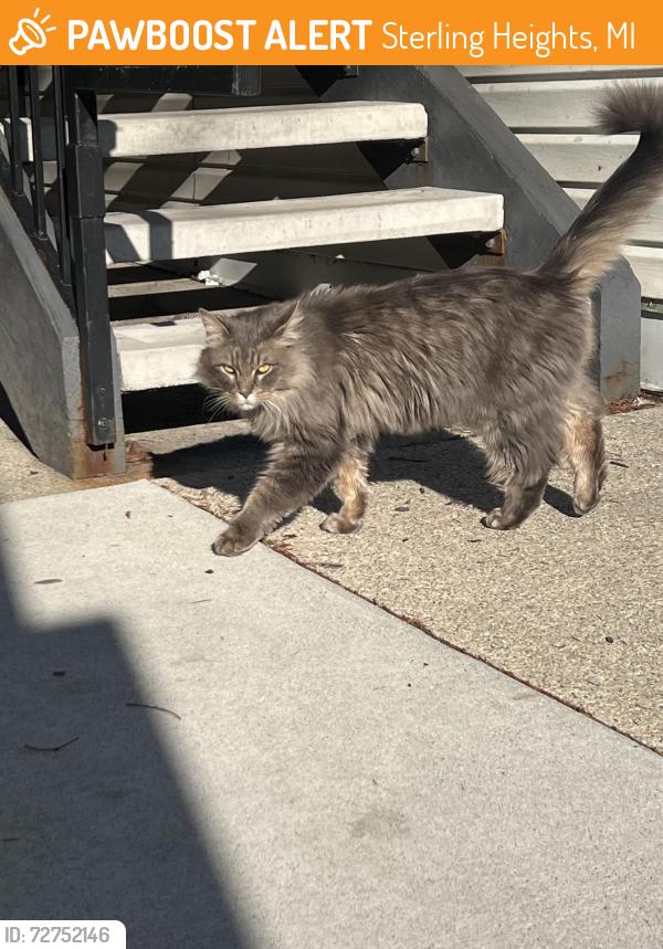 Found/Stray Unknown Cat last seen Northview Park apmts complex, Sterling Heights, MI 48310