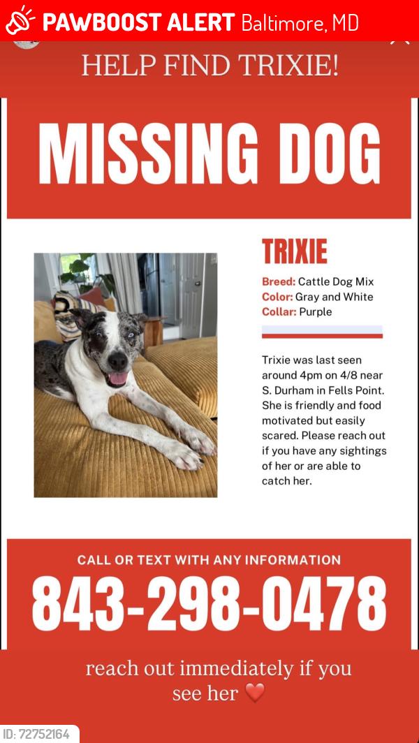 Lost Female Dog last seen Fell’s Point , Baltimore, MD 21231
