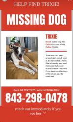 Lost Female Dog last seen Fell’s Point , Baltimore, MD 21231