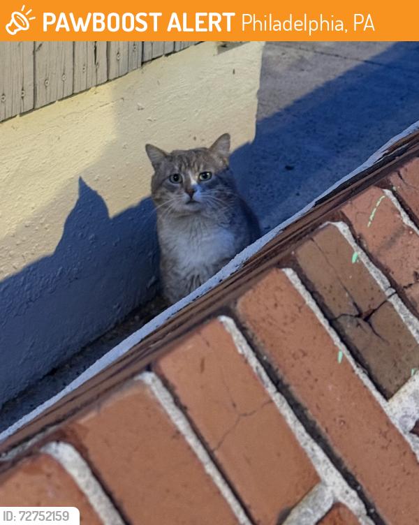 Found/Stray Unknown Cat last seen Between Spruce and Locust, 41st and 42nd, Philadelphia, PA 19104