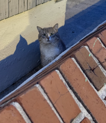 Found/Stray Unknown Cat last seen Between Spruce and Locust, 41st and 42nd, Philadelphia, PA 19104