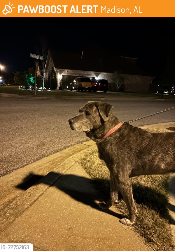 Found/Stray Male Dog last seen Bridgemill neighborhood off of Zierdt Rd in Triana , Madison, AL 35756
