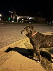 Found/Stray Male Dog last seen Bridgemill neighborhood off of Zierdt Rd in Triana , Madison, AL 35756