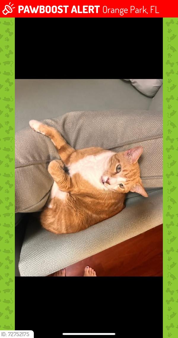 Lost Male Cat last seen paterson elementary , Orange Park, FL 32003