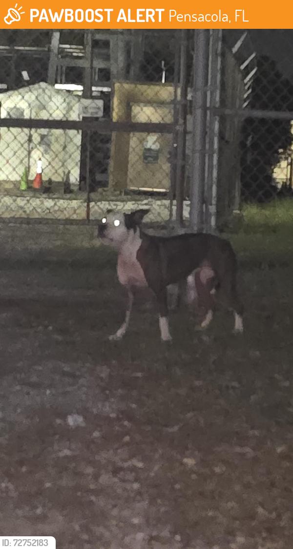 Found/Stray Female Dog last seen Pine forest and 9 mile rd, Pensacola, FL 32534