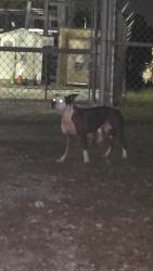 Found/Stray Female Dog last seen Pine forest and 9 mile rd, Pensacola, FL 32534