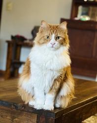 Lost Female Cat last seen Charles, Margaret, North Saint Paul, MN 55109