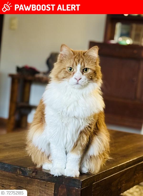 Lost Female Cat last seen Charles, Margaret, North Saint Paul, MN 55109