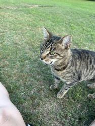 Found/Stray Unknown Cat last seen Shadowbrook Sub/Lahasky/Masonry Drive, Youngsville, LA 70592
