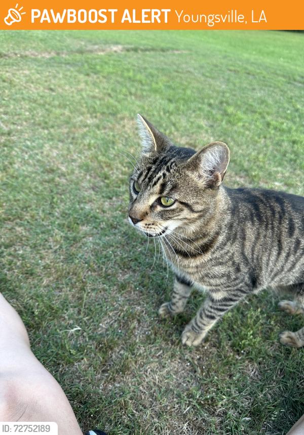 Found/Stray Unknown Cat last seen Shadowbrook Sub/Lahasky/Masonry Drive, Youngsville, LA 70592