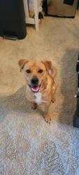 Lost Male Dog last seen Edgewater Pl and Lyons, Broken Arrow, OK 74012