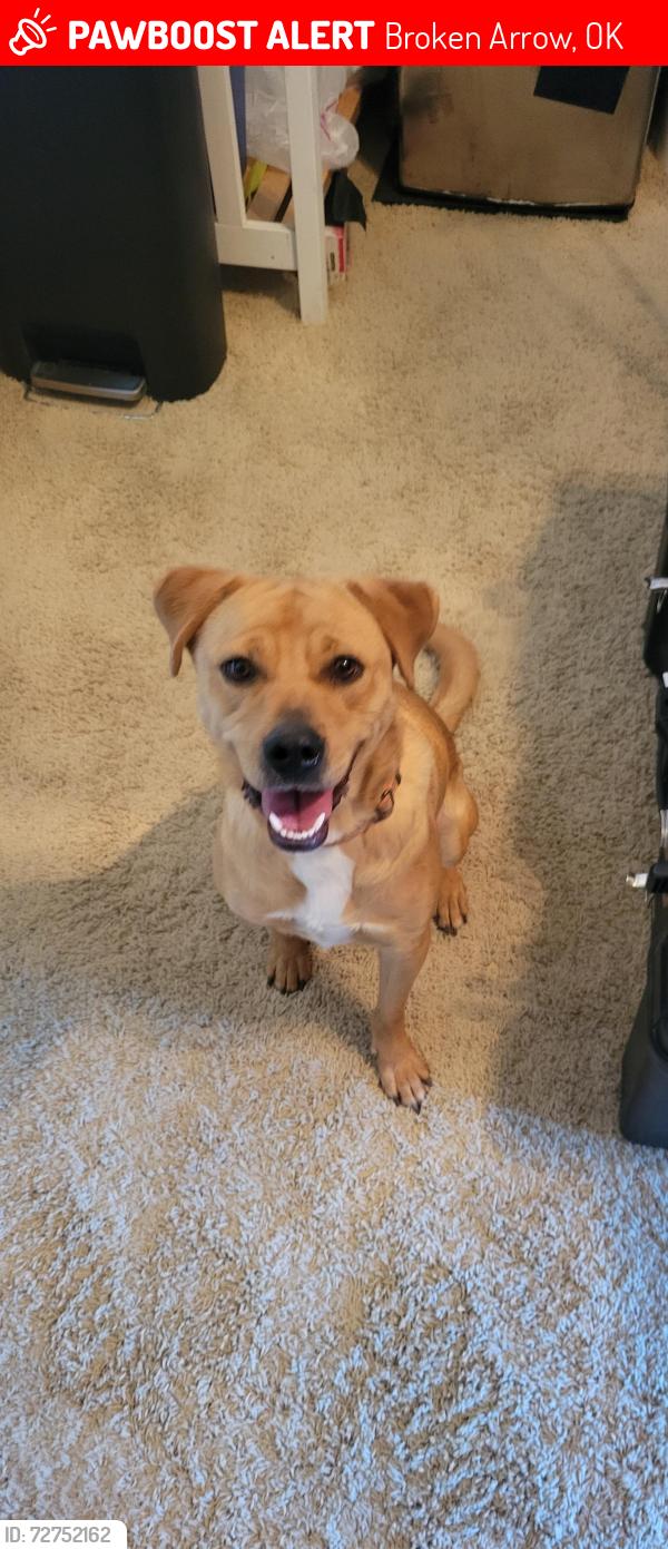 Lost Male Dog last seen Edgewater Pl and Lyons, Broken Arrow, OK 74012