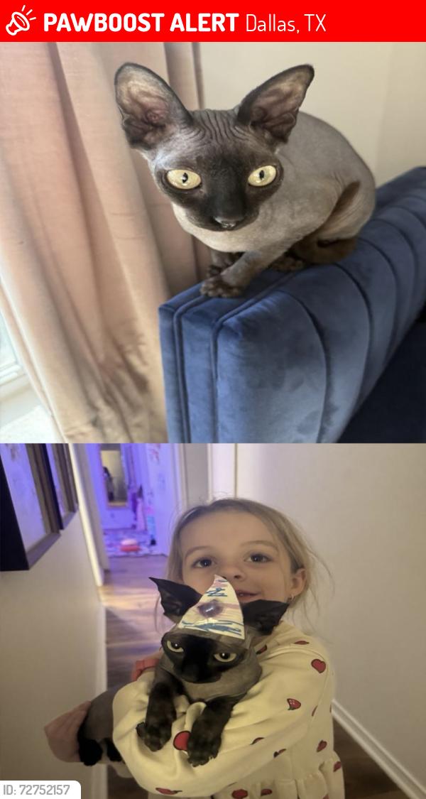 Lost Female Cat last seen Midway and Royal , Dallas, TX 75229