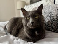 Lost Male Cat last seen Providence Way and Burrwyck Lane, Herculaneum, MO 63048